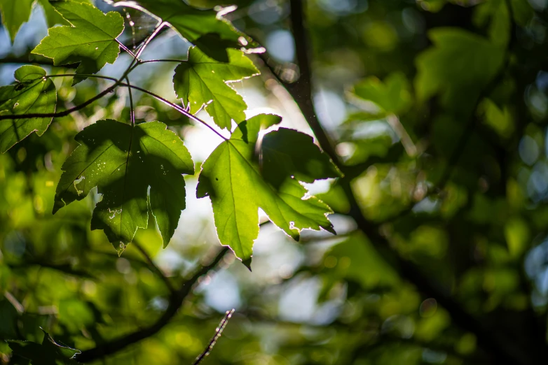 the leaves of some trees are getting early morning light