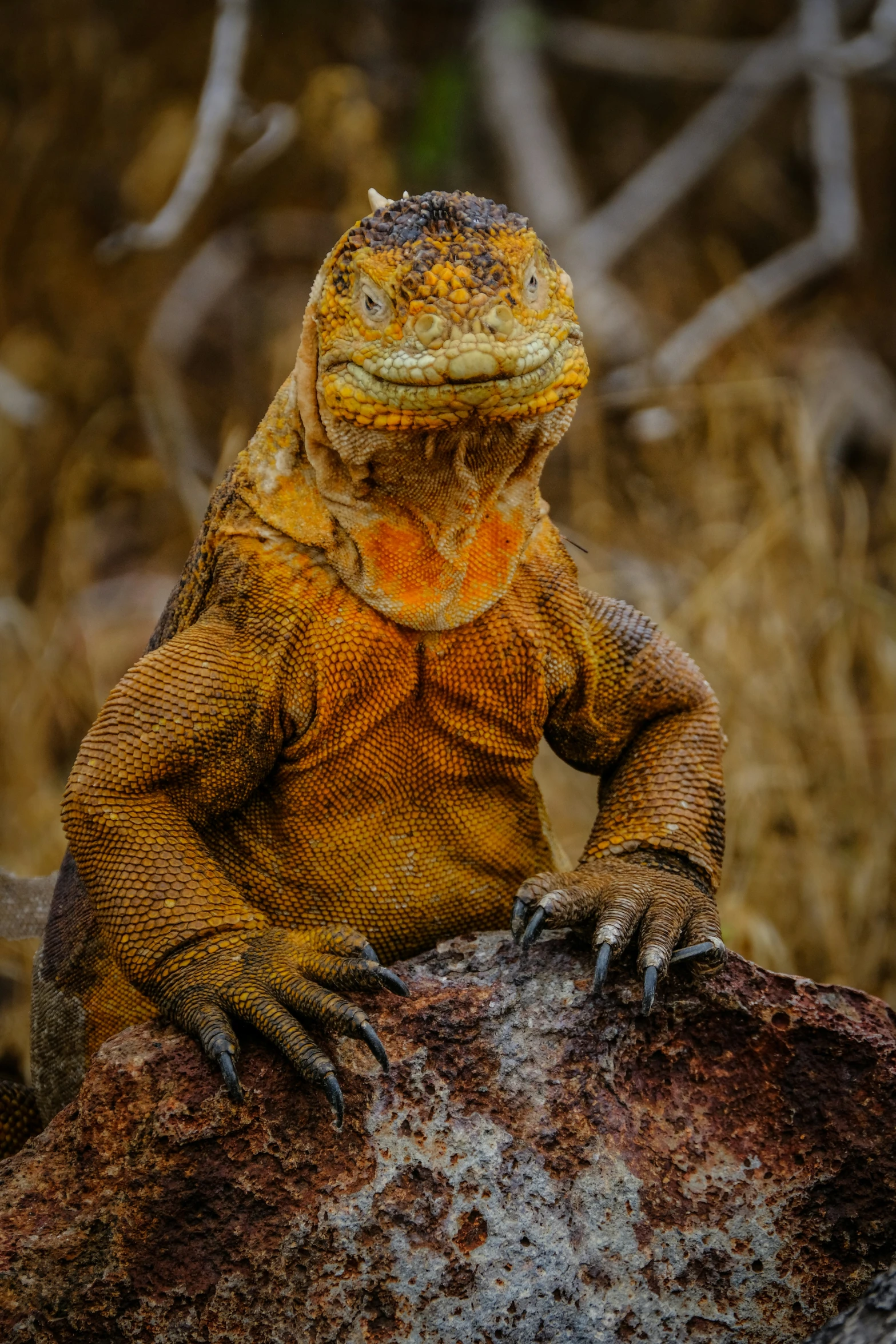 an orange and yellow lizard is sitting on a rock