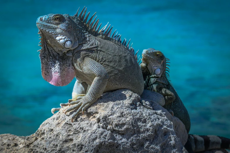 an iguana looks alert while on top of a large rock