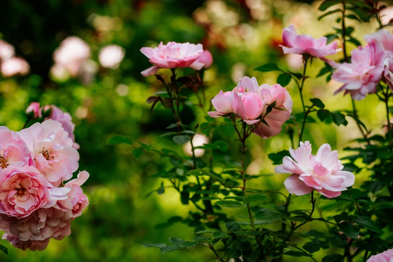 pink flowers in a garden with a green background