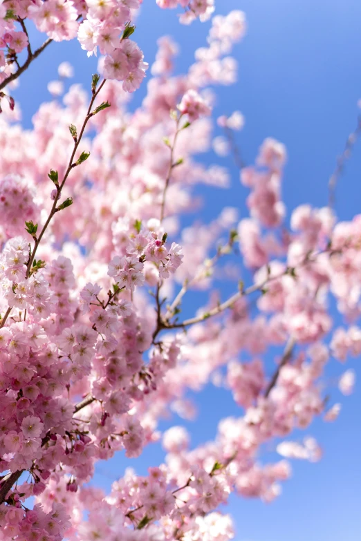 a pink flowered tree and some sky