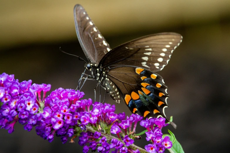 a erfly sitting on top of some purple flowers