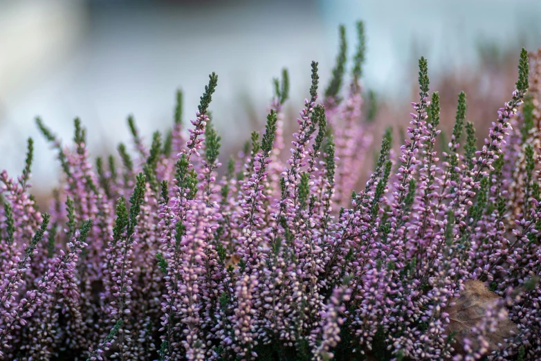 a group of lavender flowers are shown