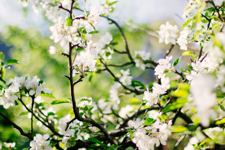 some white flowers in the trees and one is blurry