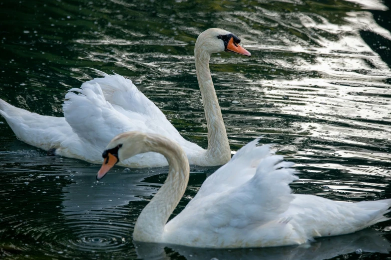 two white swans are swimming in the water