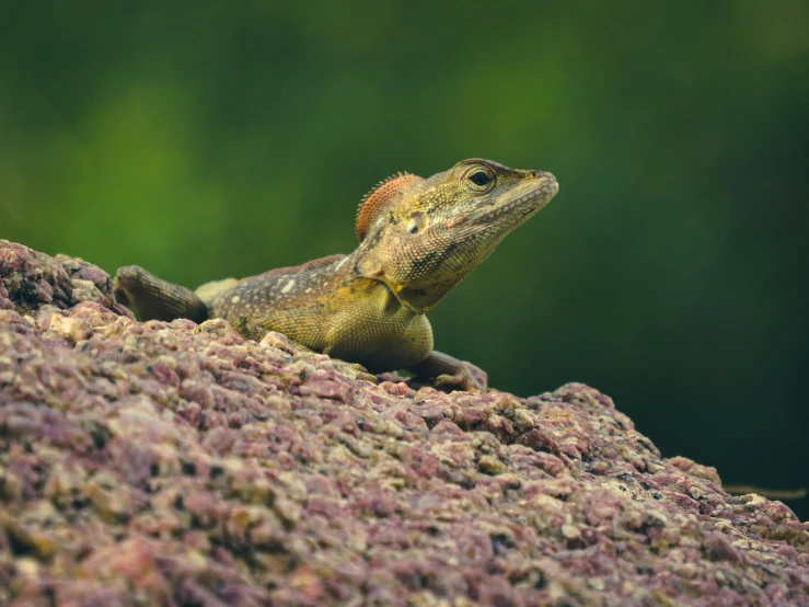 an iguant is perched on a rocky hillside