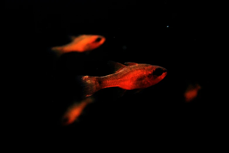 some very bright looking fish in a big dark room