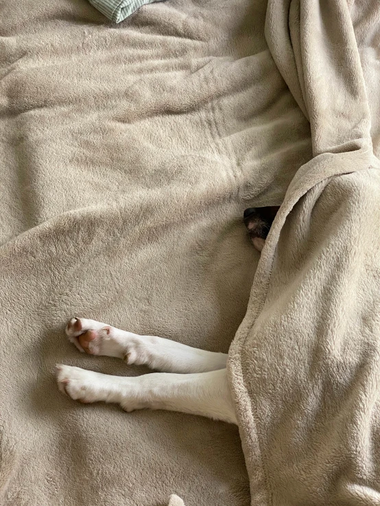 a dog laying in a blanket on top of a bed