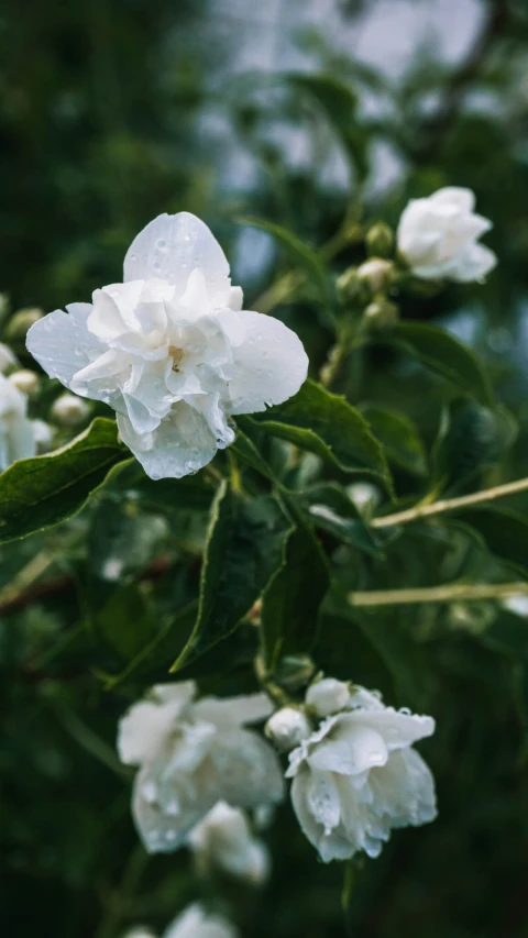 flowers are blooming in the midst of rain