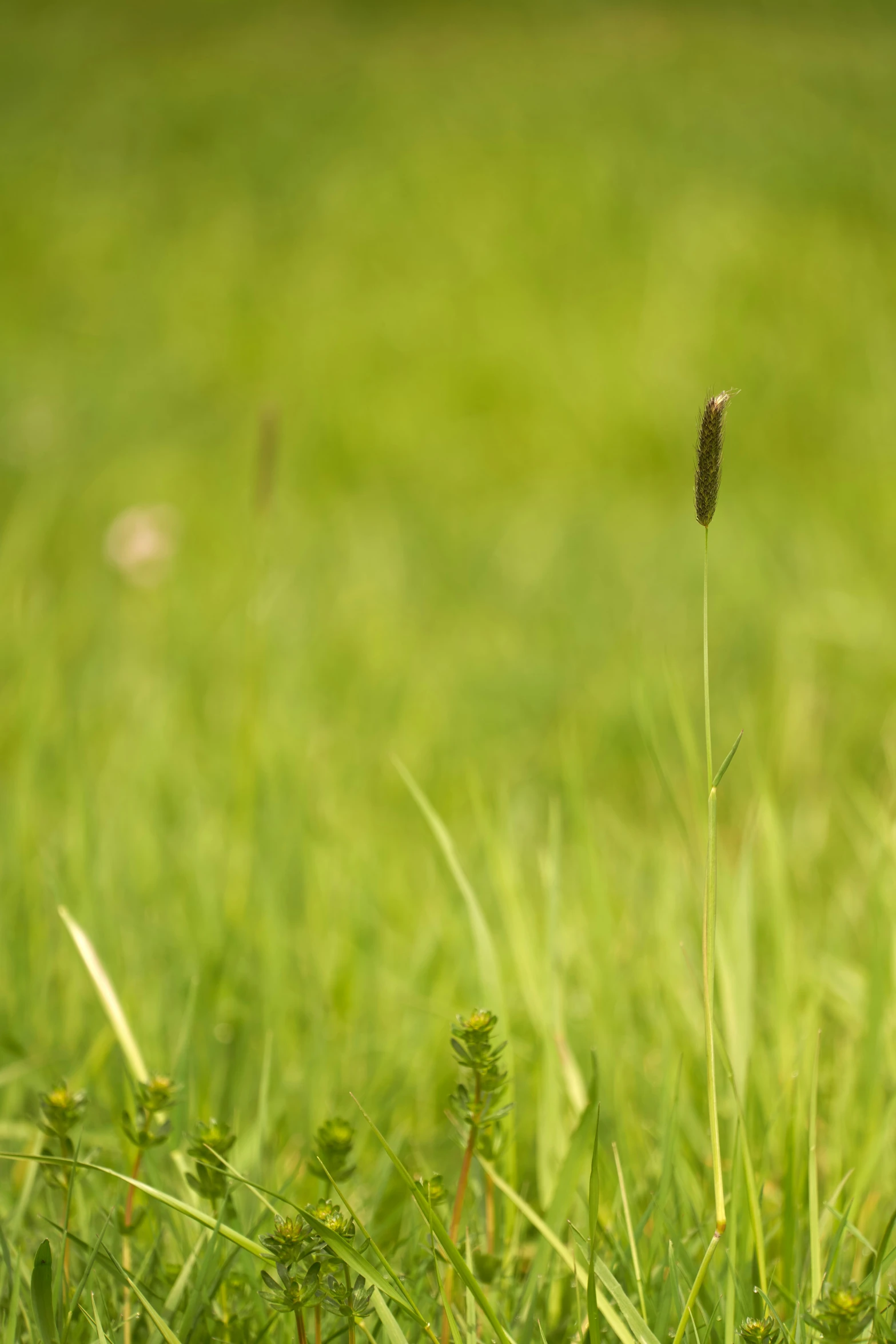 a single plant sits in the green grass