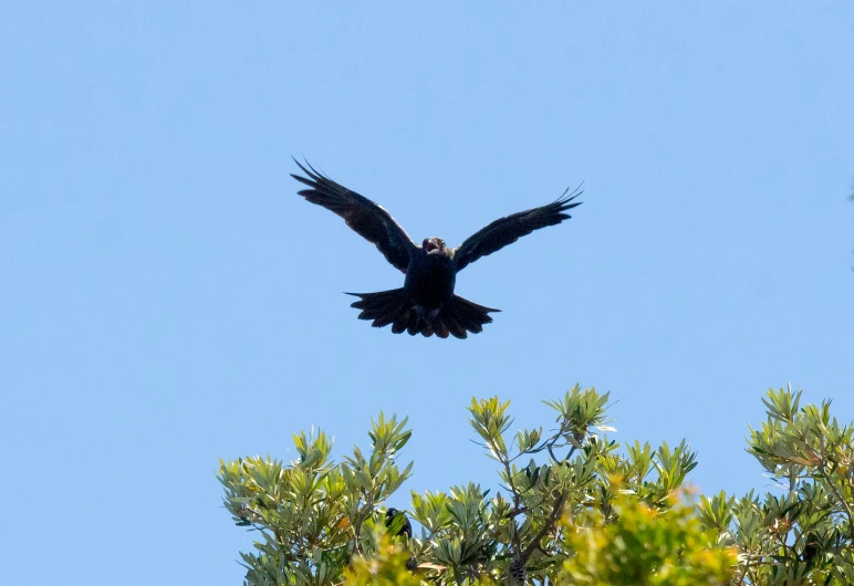 a black bird flying across the sky on a sunny day