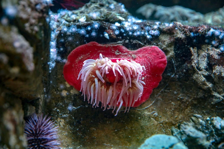 a pink sea anemone on top of the rocks