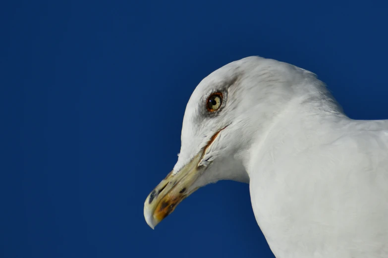 a white bird with large beak on a blue background