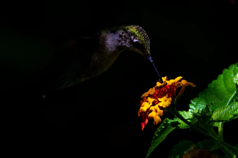 a hummingbird on a flower with dark background