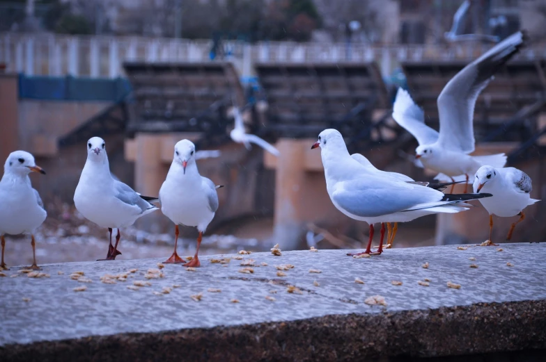 five birds are eating corn on the table