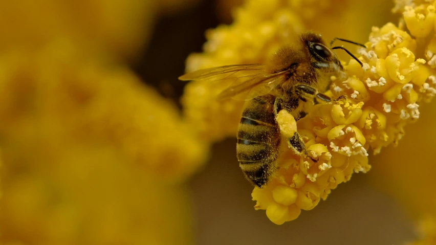 a yellow flower with two bees on it