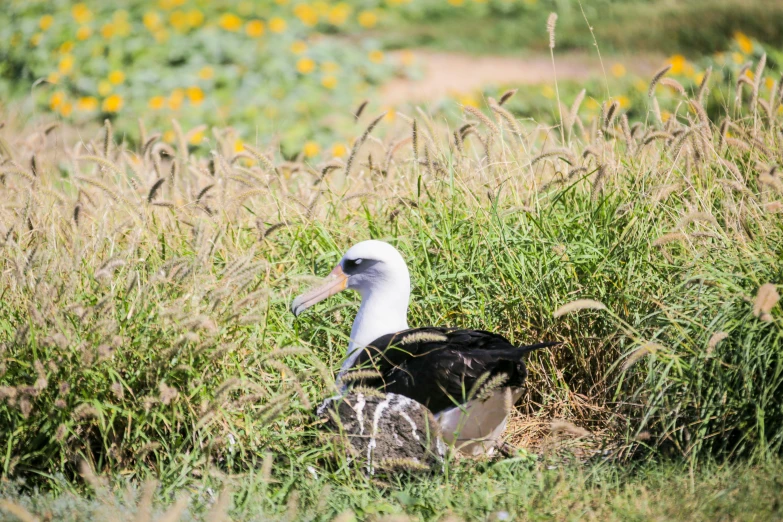 a bird sits in the tall grass on a sunny day