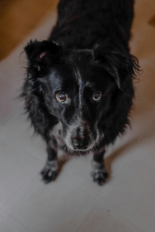 a close up of a dog on a tile floor