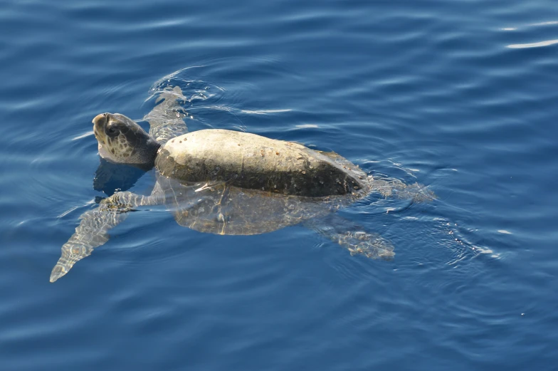 a turtle swimming in the blue water