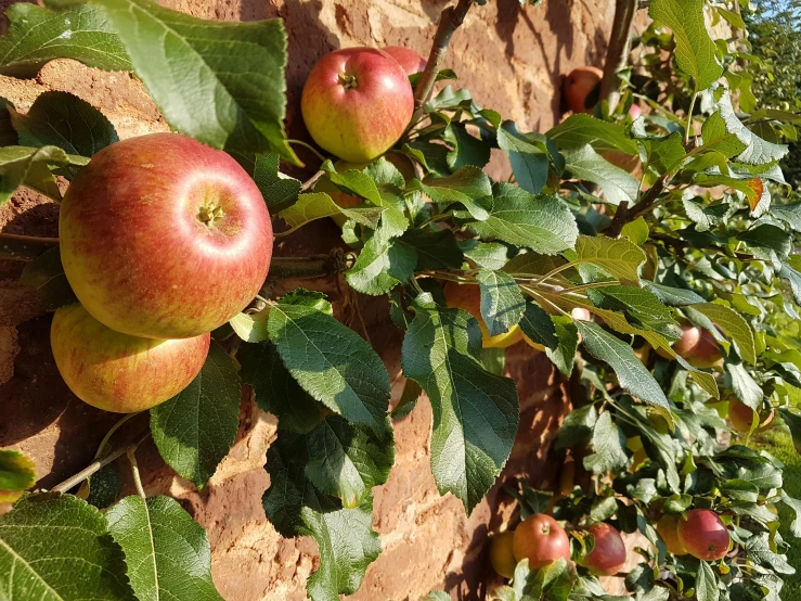 an apple tree that is hanging from it's nch