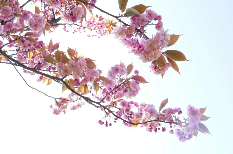 a view from below of a tree nch with flowers