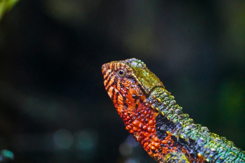 the colors of an animal have been arranged on the stem