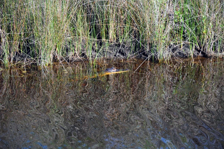 an alligator in the water in front of the swamp