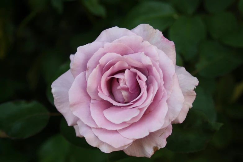 pink flower with leaves all around in front of it