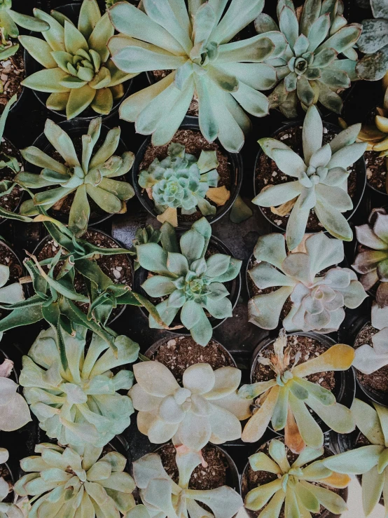 plants in a pot on a wooden table