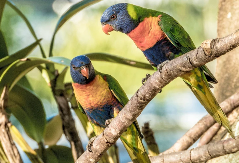 two colorful birds perched on the nches of a tree