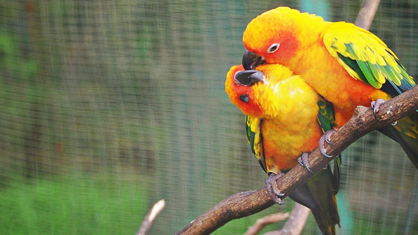 two colorful birds sitting on a nch next to each other