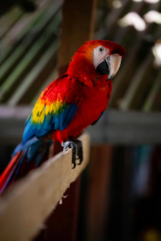 a colorful bird standing on top of a wooden ledge