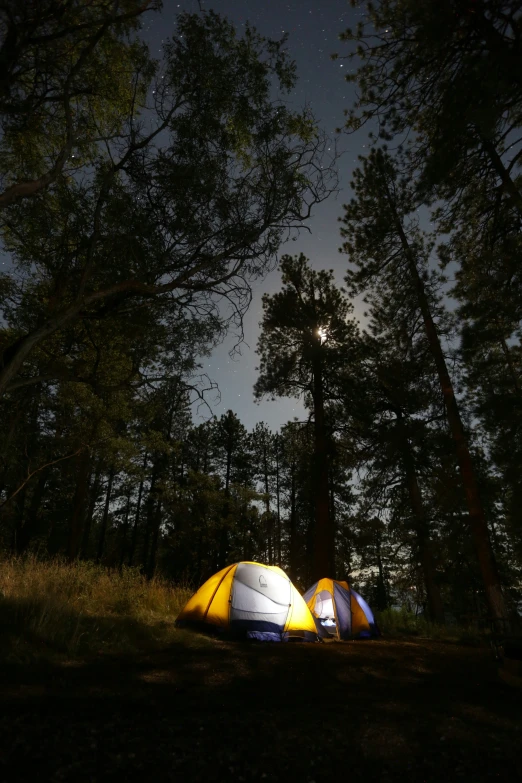 two tents pitched up in the middle of a forest under a night sky