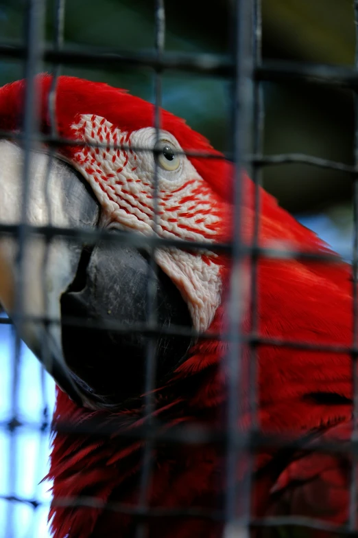 a bright colored parrot sitting in a cage