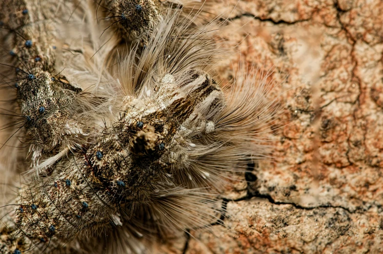 a close up of a large insect on a tree