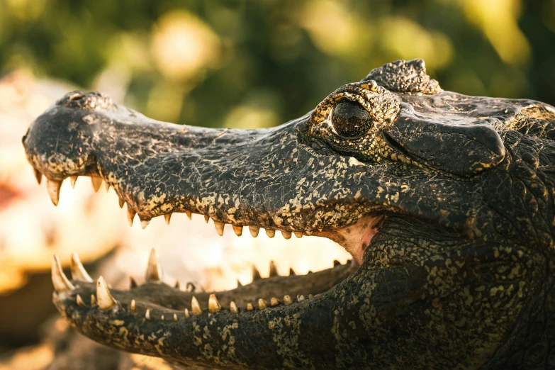 a closeup view of an alligator's mouth