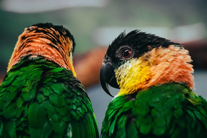 a close up of two birds with their heads together