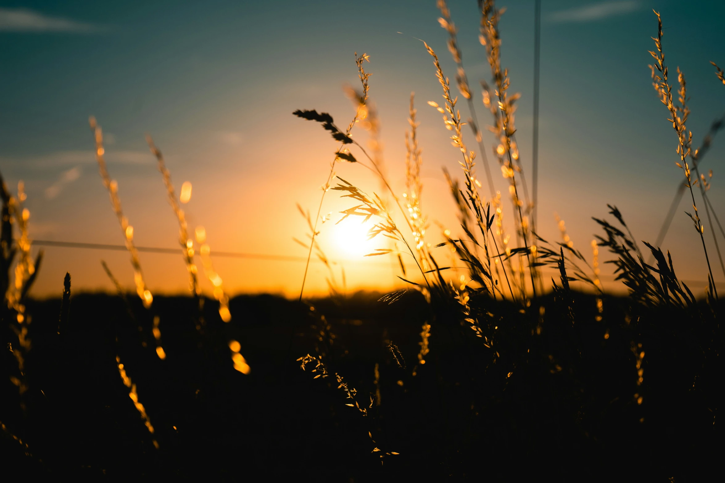 the sun is setting over the grass