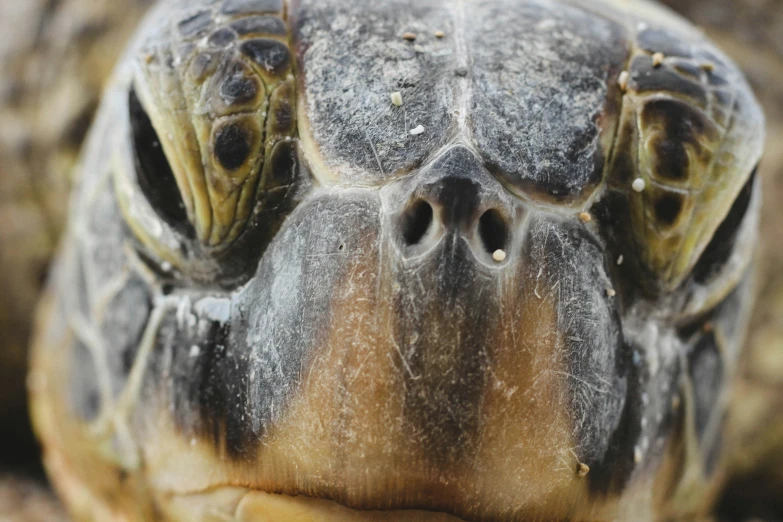 the face of an adult turtle is pictured