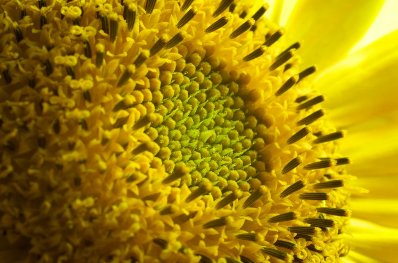 close up of a very bright yellow sunflower