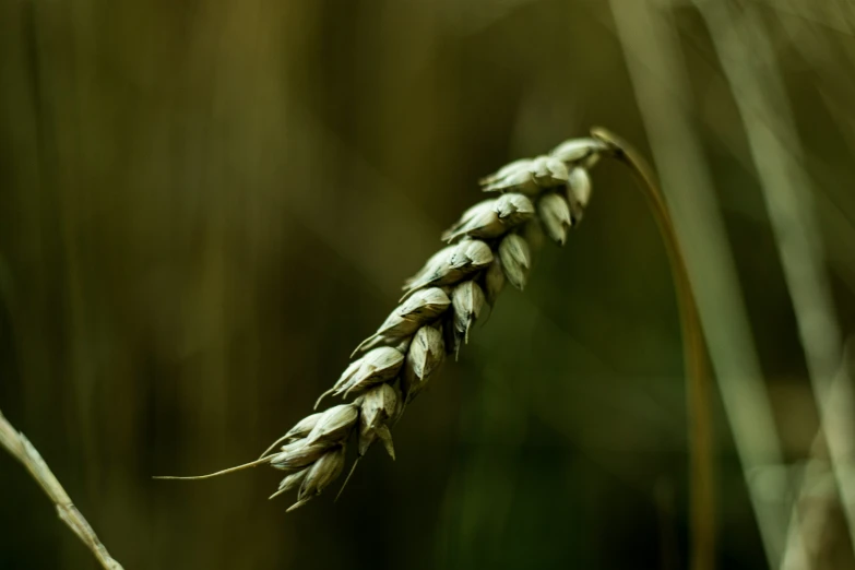 the grass in the field is very long