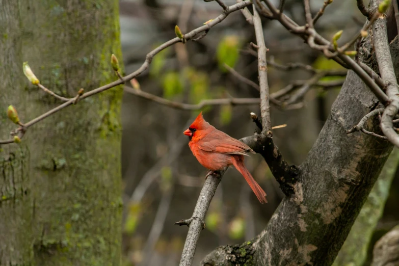 red bird sitting on the limb of a tree