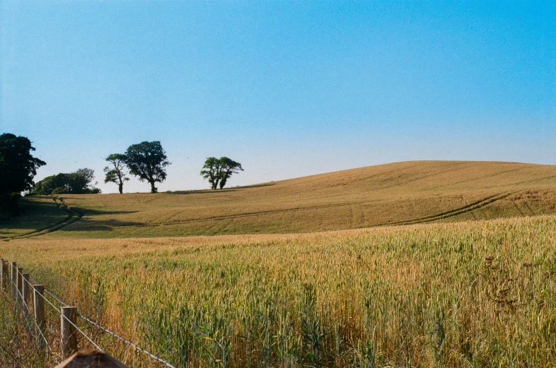 trees near a wooden fence in a field