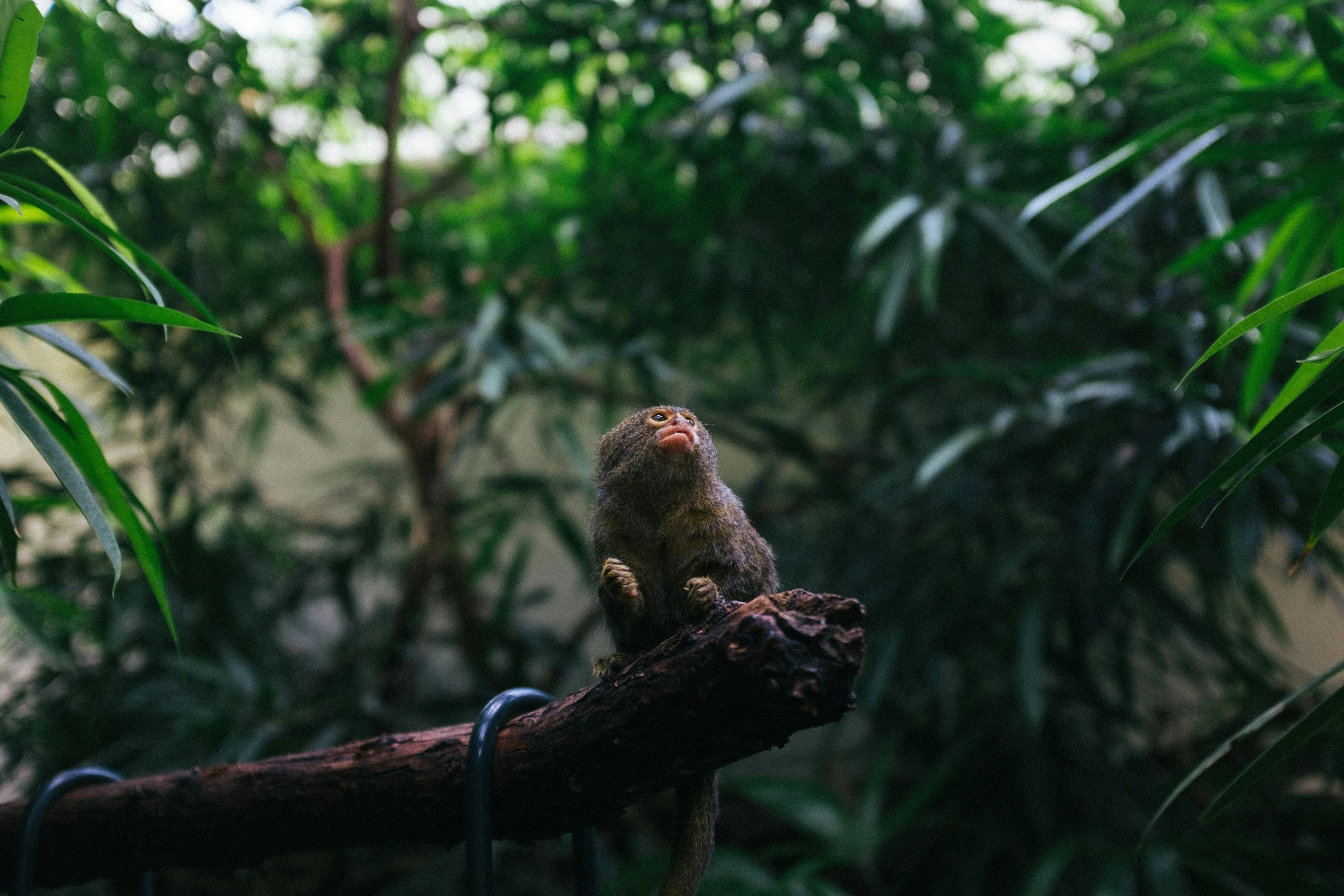 a small animal perched on top of a tree nch