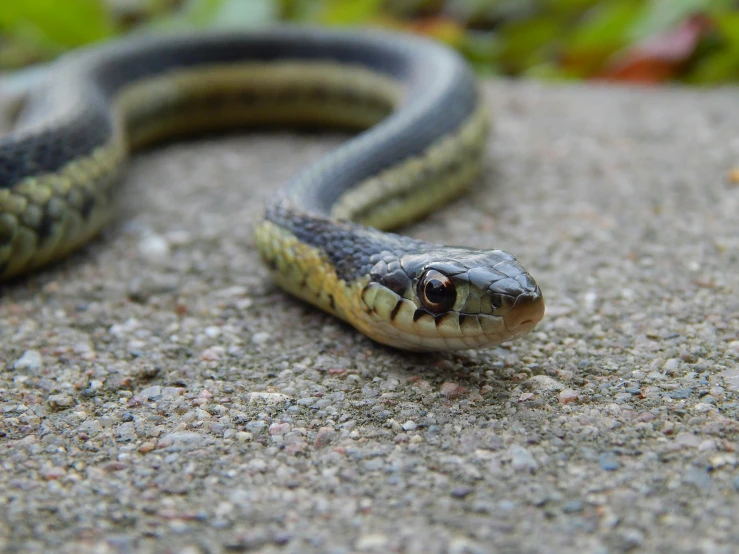 a close up of a snake with its mouth open