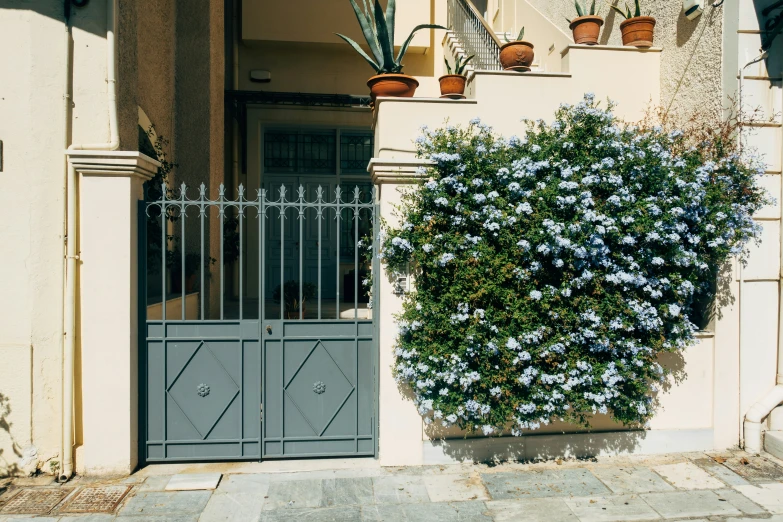 large plant growing on wall outside of small building