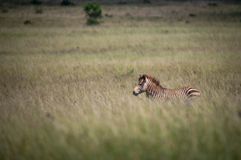 a ze in a grassy field looks at the camera