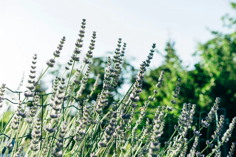 purple lavenders blooming in the foreground against a blue sky