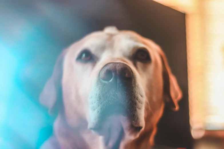 a close - up of the face and nose of a dog with his tongue out