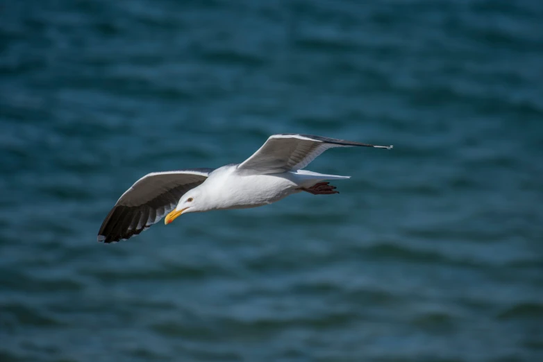 a white and black bird with it's beak in the air